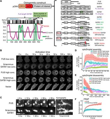 A novel SATB1 protein isoform with different biophysical properties